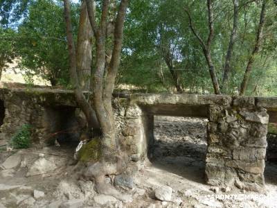 Cañones del Río Cega y  Santa Águeda  – Pedraza;madrid joven taxus bacatta